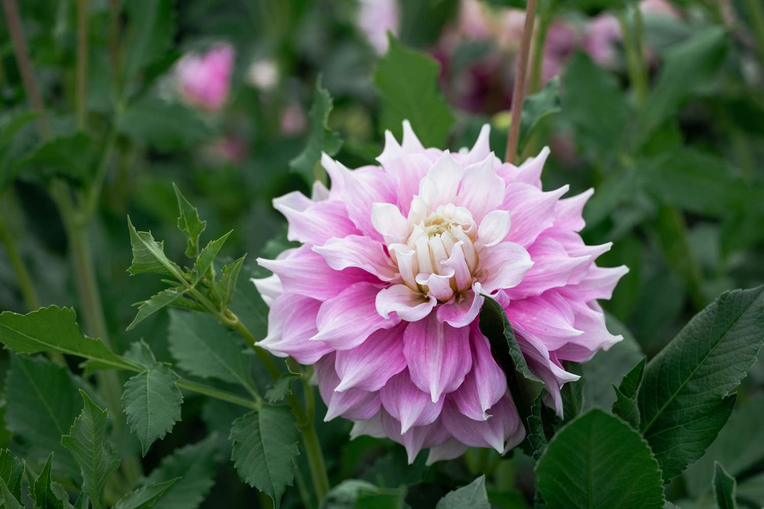 Dahlie 'Gitt's Perfection'